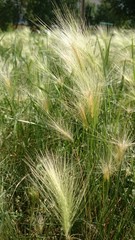 Feathers of grass in the sunlight, swaying in the wind wind.