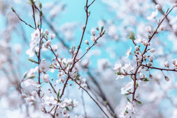 Spring floral blossom