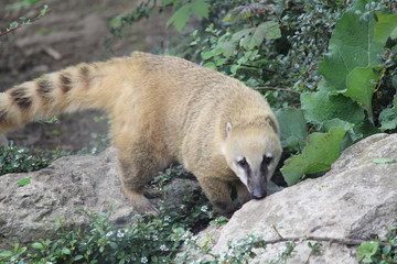 coatis