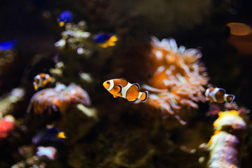 Fototapeta na wymiar Pez payaso nadando junto al coral