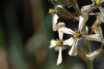 Rucola flower in the garden