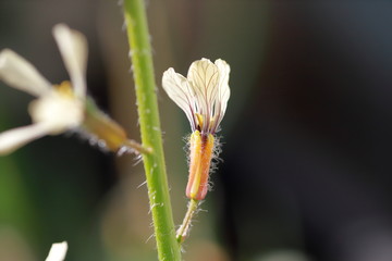 Fototapeta premium Rucola flower in the garden