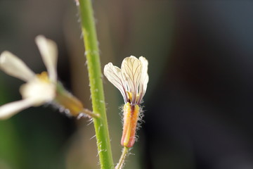 Naklejka premium Rucola flower in the garden