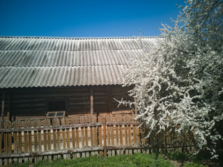 Old wooden barn. Wooden fence. Blooming cherry tree. 