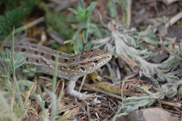 photo grey lizard from Russia living in the fields