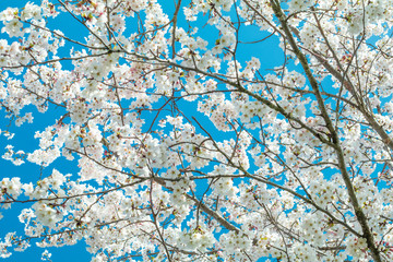 Beautiful cherry blossom sakura in spring time with sky  background in Japan.