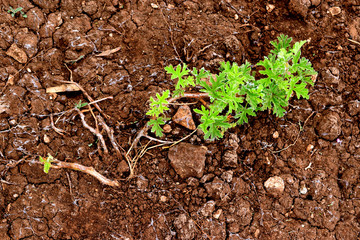 drought  affect young plant in soil