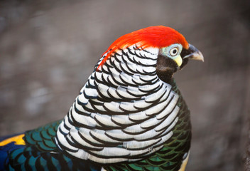 Diamond pheasant. (East Asian pheasant). The head of the bird black in color with a tuft of red, back and wings dark green. Lower body, collar and tail are white with black stripes and border on feath