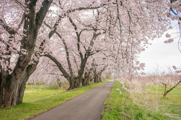 Obraz premium Beautiful cherry blossom or sakura in spring time with blue sky background in Japan.