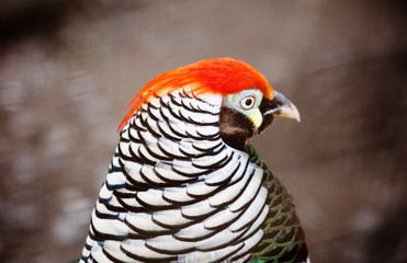 Diamond pheasant. (East Asian pheasant). The head of the bird black in color with a tuft of red, back and wings dark green. Lower body, collar and tail are white with black stripes and border on feath