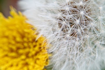 Macro blurry fluffy blowball and yellow dandelion flower. Selected focus. 