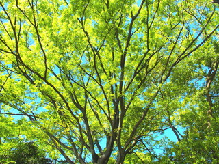 新緑の欅と青空