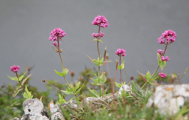 Valerian - wild flowers