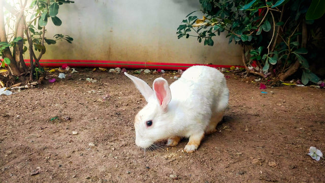 Closeup photo of cute small rabbit looking for food on the ground