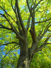 新緑の欅と青空