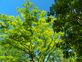 新緑の欅と青空