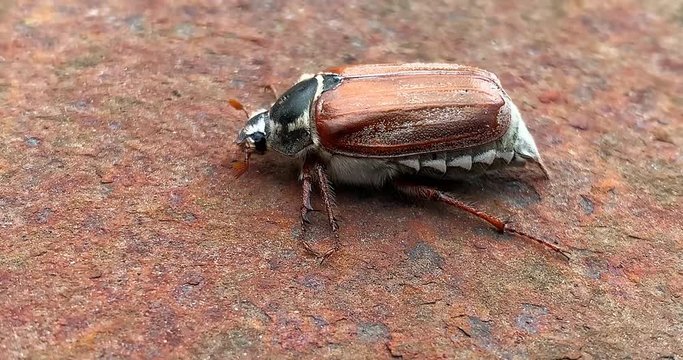 Cockchafer or May bug crawling on a rusty background, 4K.