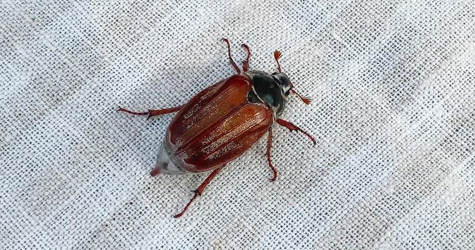 Cockchafer or May bug crawling on a white textile, 4K.