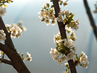 spring gardens are blooming. branch with flowers