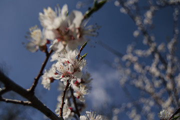  Spring cherry blossoms and Sunny day