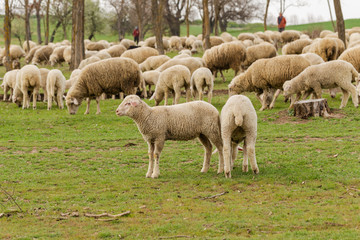 A herd of goats and sheep.  Animals graze in the meadow. Mountain pastures of Europe.