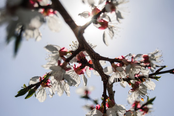 Spring cherry blossoms and Sunny day