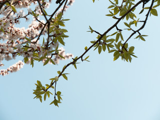 spring gardens are blooming. branch with flowers