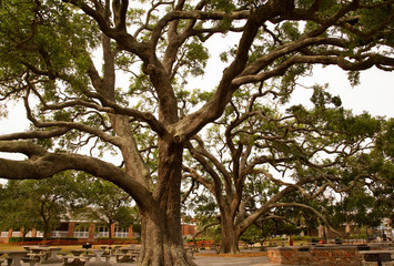 A massive live oak tree in southern Georgia