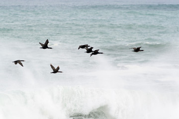Cape Cormorant (Phalacrocorax capensis) group flying over rough sea, Cape of good hope, Cape penninsula, South Africa
