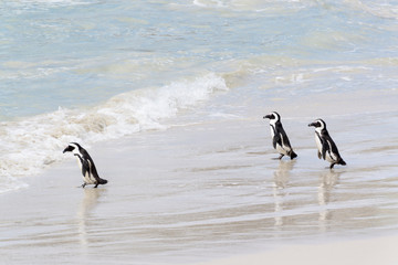 Obraz premium Three African penguin, jackass penguin, black-footed penguin (Spheniscus demersus), walking on beach into ocean, Boulder beach, South Africa