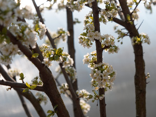 spring gardens are blooming. branch with flowers