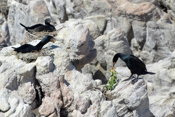 Cape Cormorant (Phalacrocorax capensis) nesting on rock, Betty's Bay, South Africa