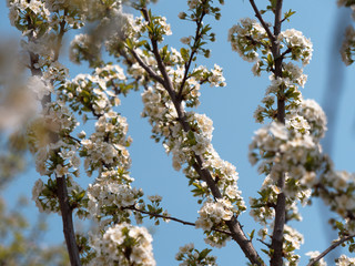 spring gardens are blooming. branch with flowers