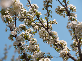 spring gardens are blooming. branch with flowers