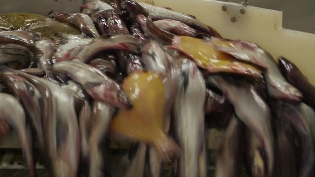 Closeup of fresh fish being processed at a fish factory for the restaurant industry