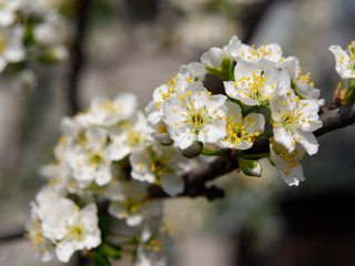 spring gardens are blooming. branch with flowers