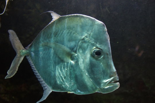 ryba, podwodne, woda, morski, akwarium, oceanu, blękit, zwierzak, tropikalna, charakter, granatowy, nurkowanie, rafa, akwalung, koral, granik, sporty wodne, połowowych, augen, pływanie, dzika natura