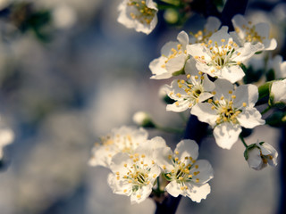 spring gardens are blooming. branch with flowers