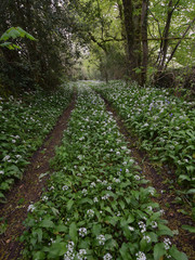 Spring woodland with wild garlic Wadebridge Cornwall