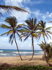 View of the palm trees of the ocean coast in the light of a bright Sunny day. The Island Of Barbados. The nature of the Caribbean Islands.