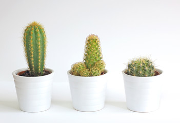 three cacti in white pots against a white background