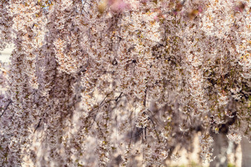 Blooming cherries at spring time