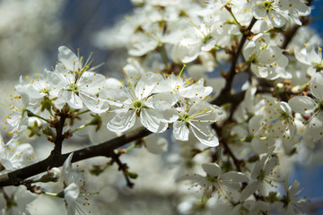 Cherry blossom branch illuminated by sunlight in a close-up
