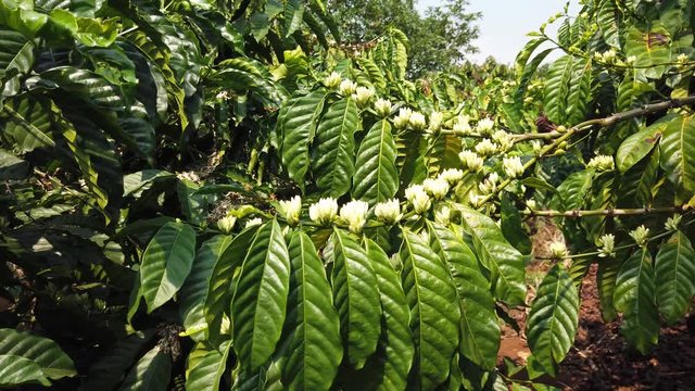 Close-up details macro coffee white flowers grains tree bush bloom green glossy leaves branches pattern. Sunny day. Agriculture culture production raw materials tropical exotic. Gimbal orbit