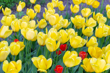 Obraz premium Picturesque yellow tulips fresh flowers at a blurry soft focus background close up bokeh 
