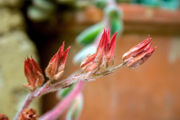 Fototapeta premium Macro photography of dried echeveria succulent plant flowers. Captured at the Andean mountains of central Colombia.