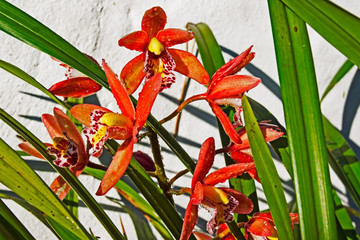 Red flowering  Boat Orchid