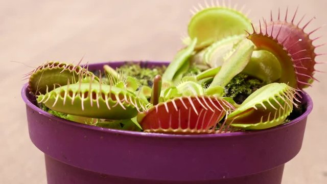 Biologist feeds venus flytrap (Dionaea muscipula) with tweezers