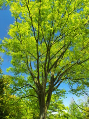 新緑の欅と青空