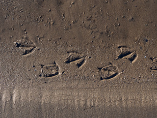 Duck trail on the wet sand on a sunny day.